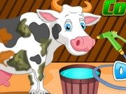Ingrijeste vacuta Holstein